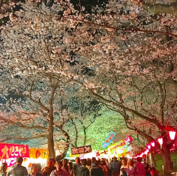 権現堂の夜桜