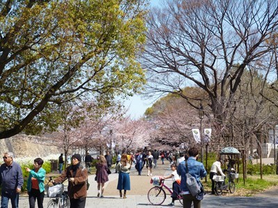 大阪城桜２
