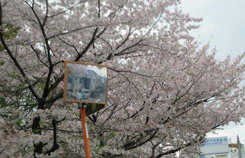 桜１０