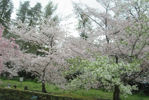 桜１１