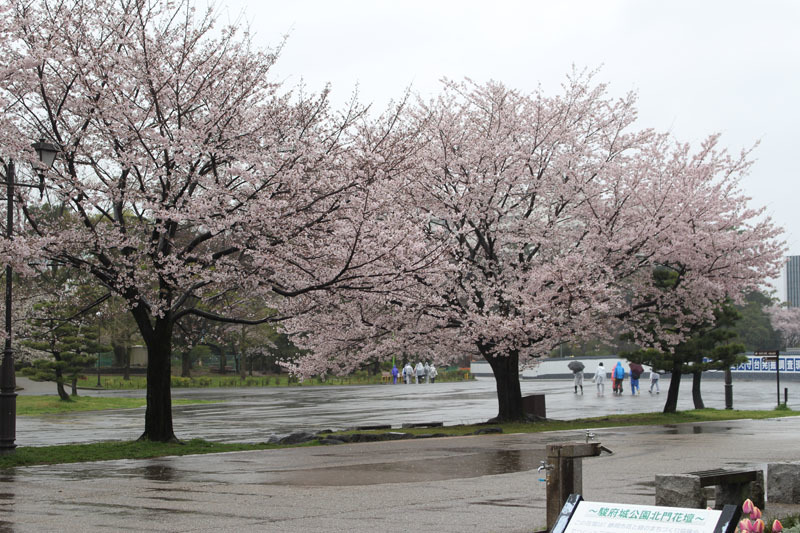 駿府城公園の桜 170411 雨