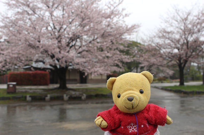 駿府城公園で 桜と　雨 170411-2