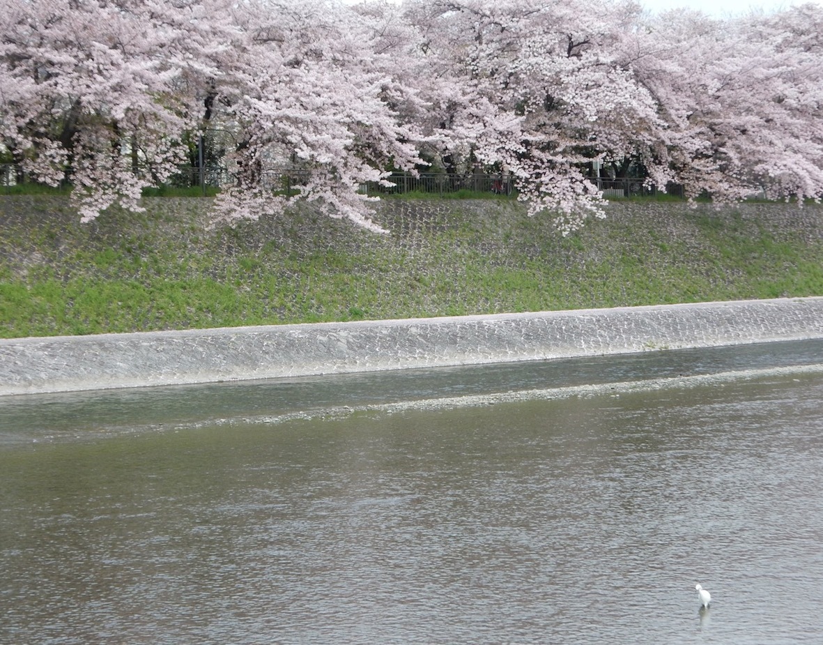 鴨川_3511