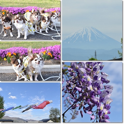 藤の花と富士山とチワワンズ