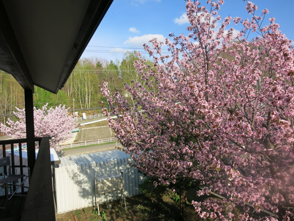 蝦夷山桜　桜並木