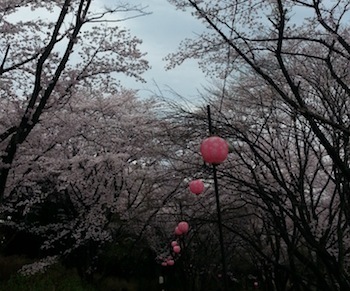桜の縁飾り