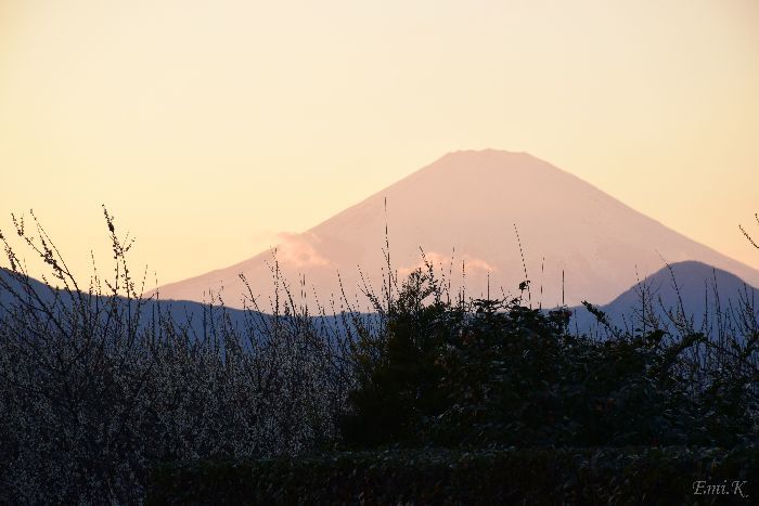 101-Emi-白梅の向こうに富士山