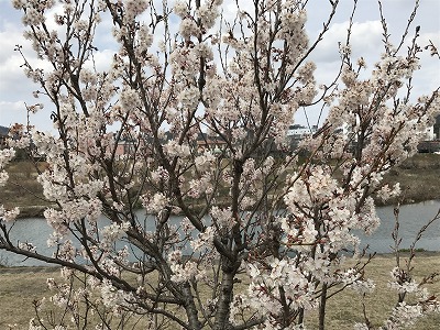桜 (2)