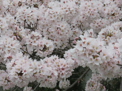 彦根城の桜 (2)