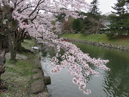 彦根城の桜 (5)