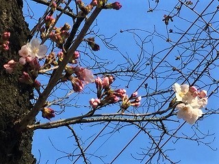 桜　咲き始め　2017