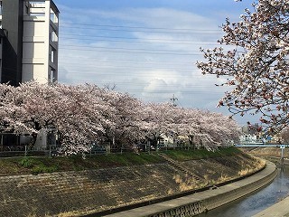 香流川　桜　2017 ④