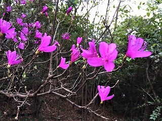 明徳公園2017/4/10　ツツジ　紫