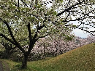 明徳公園2017/4/10　白い桜