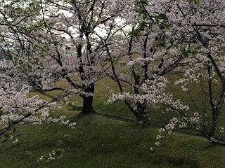 明徳公園2017/4/10 桜