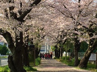 雨池公園　桜　2017②