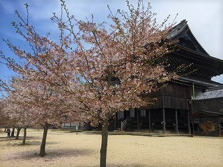 専修寺の桜