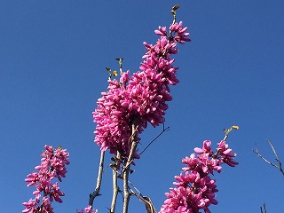 春　ピンクの花