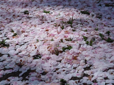 N_studiomimosa桜吹雪き
