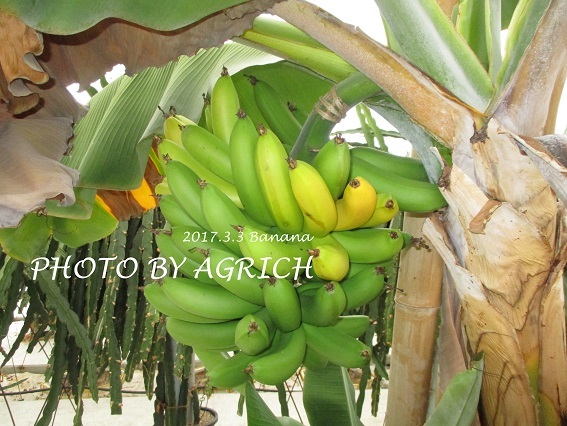 bananaoga