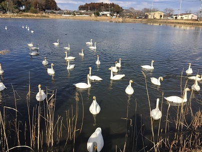 池花池の白鳥