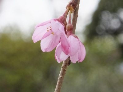 ようやく咲き始めた白泉寺のしだれ桜