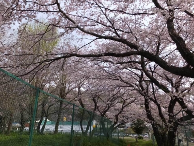 下から満開の桜の木