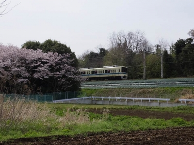 桜と小田急8000形