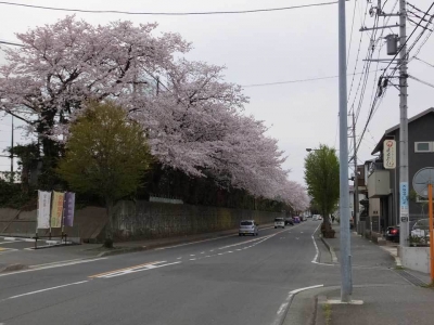 秦野高校の桜並木