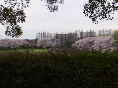 湘南キャンパスグラウンドの桜