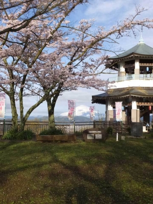 桜と権現山展望台ごしに富士山