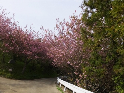頭高山手前の八重桜