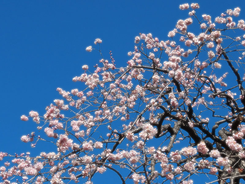 140215,梅と早咲きの桜、菜の花、辛夷の芽2