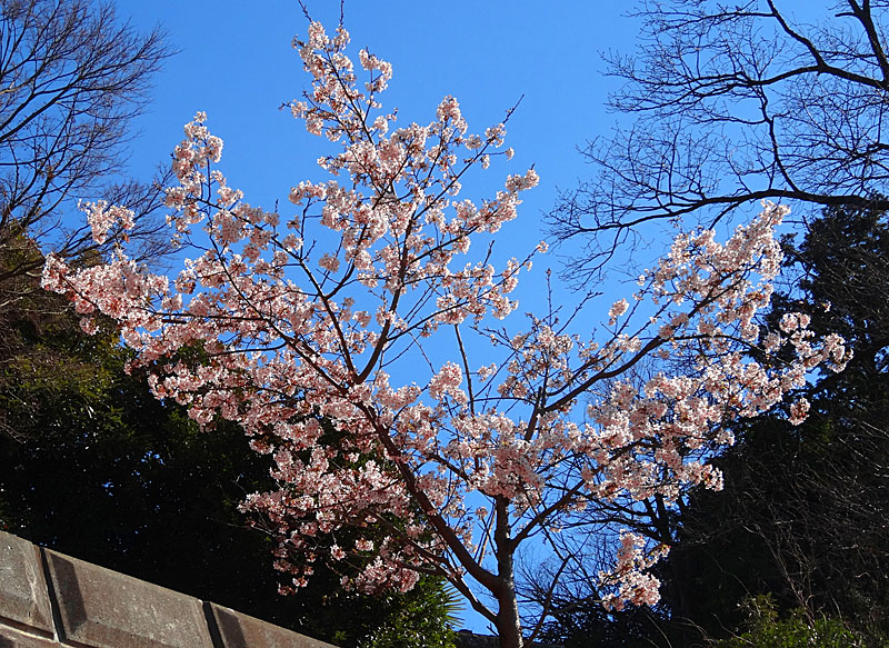 140215,梅と早咲きの桜、菜の花、辛夷の芽4