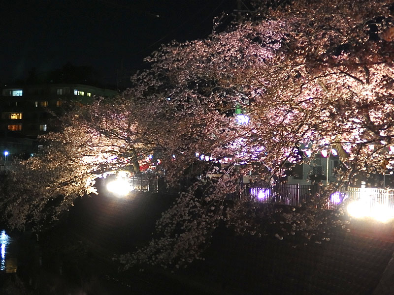1704大岡川夜桜2