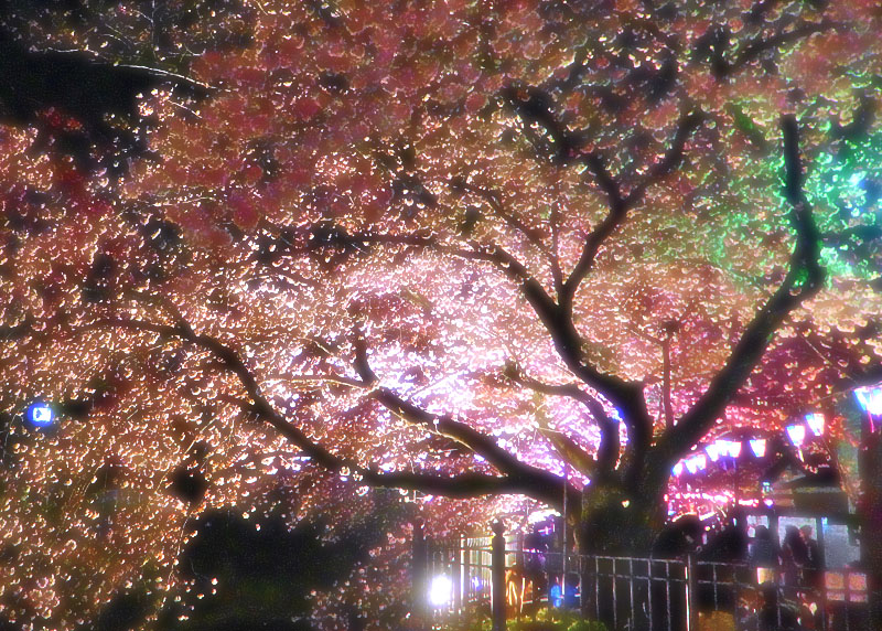 1704大岡川夜桜0