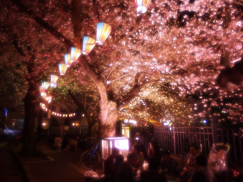 1704大岡川夜桜