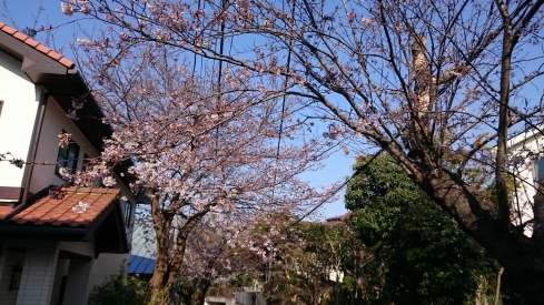 20170405桜