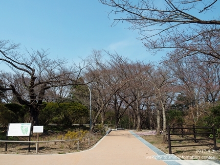 松ヶ岡公園のソメイヨシノ　［平成29年4月3日（月）更新］11