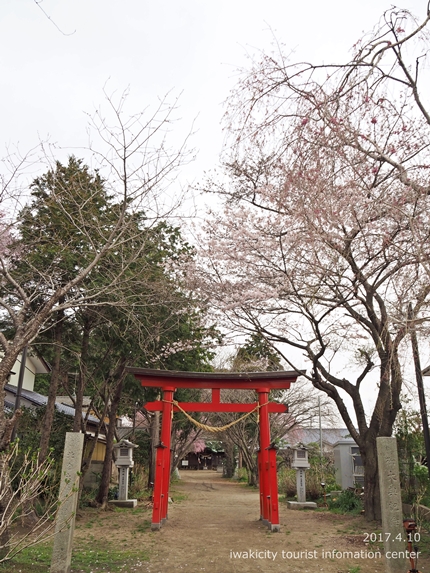 三島八幡神社のシダレザクラ　［平成29年4月10日（月）更新］11