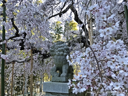 　小川諏訪神社のシダレザクラ　ライトアップ！［平成29年4月14日（金）更新］12