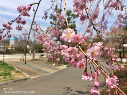 県立いわき公園の桜　［平成29年4月15日（土）開催］12