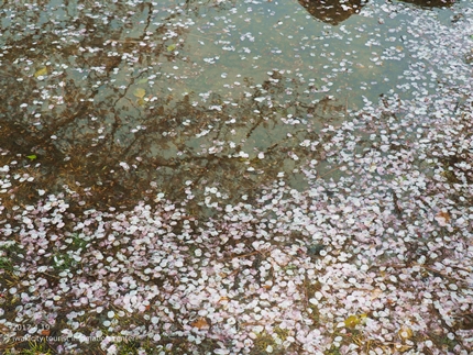 《いわき市桜開花情報》三崎公園のソメイヨシノ　［平成29年4月19日（水）更新］14