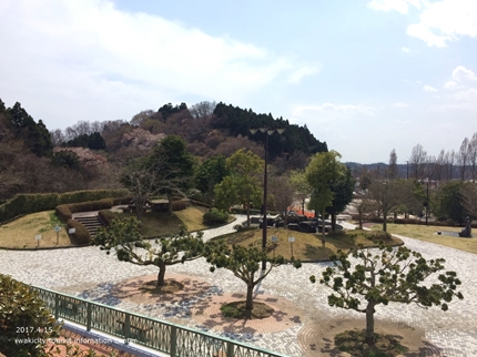 県立いわき公園の桜　［平成29年4月15日（土）開催］1
