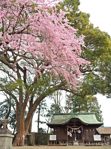 三島八幡神社のシダレザクラ　［平成29年4月10日（月）更新］2