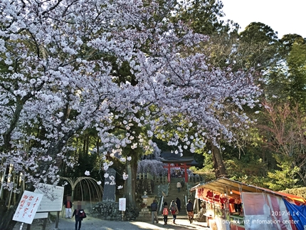 　小川諏訪神社のシダレザクラ　ライトアップ！［平成29年4月14日（金）更新］2