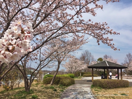 県立いわき公園の桜　［平成29年4月15日（土）開催］4