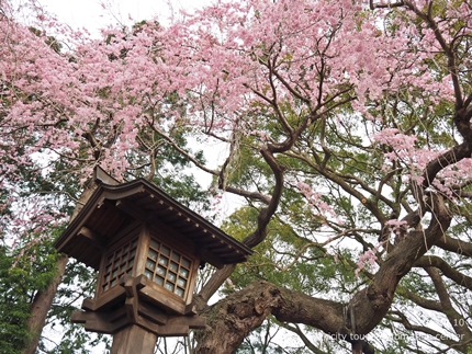 三島八幡神社のシダレザクラ　［平成29年4月10日（月）更新］5