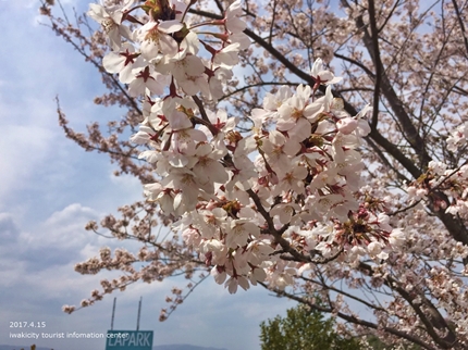 県立いわき公園の桜　［平成29年4月15日（土）開催］5