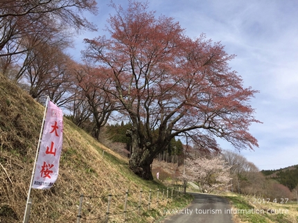 新田の大山桜　［平成29年4月27日（木）更新］5
